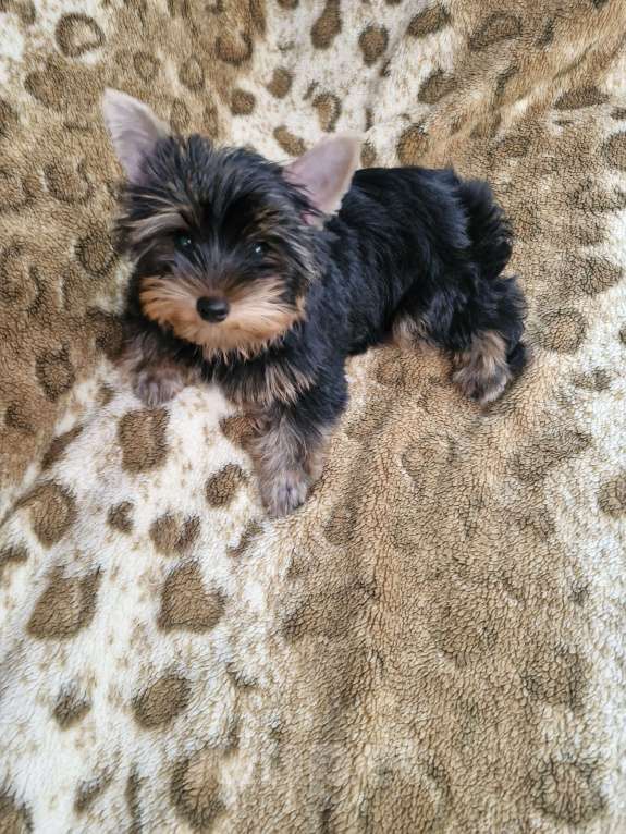 Собаки в Краснодаре: Щенок йорк Мальчик, 30 000 руб. - фото 2