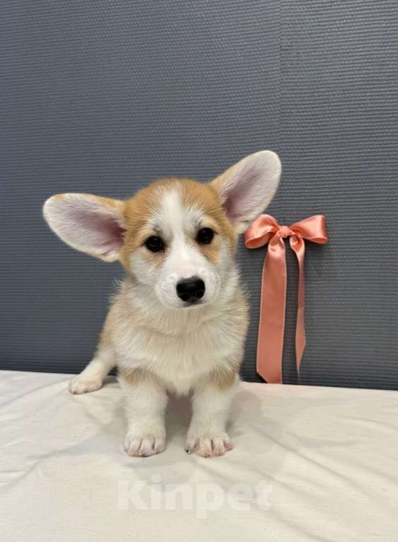 Собаки в Кургане: Щенок вельш корги пемброк, сука Девочка, 50 000 руб. - фото 1