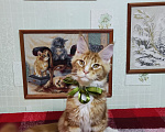 Кошки в Казани: Котята мейн-кун Разнополые, 20 000 руб. - фото 6