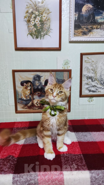 Кошки в Казани: Котята мейн-кун Разнополые, 20 000 руб. - фото 6