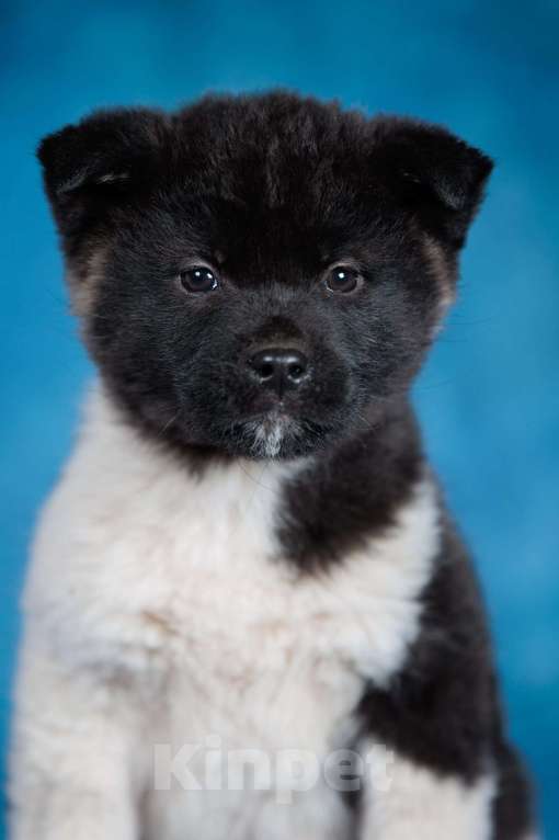 Собаки в других городах Московской области: Щенок Американской Акиты Девочка, 35 000 руб. - фото 2