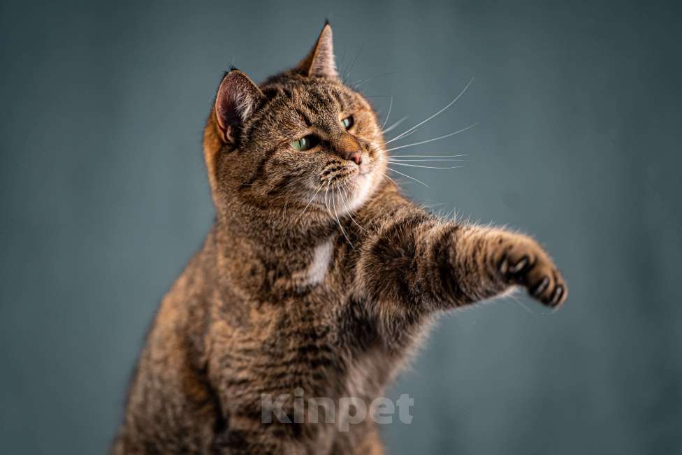 Кошки в Клине: Ласкуша — кошка-обнимашка Девочка, Бесплатно - фото 3