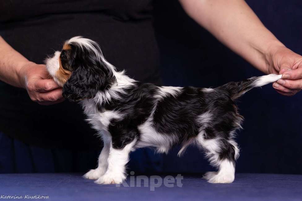 Собаки в Москве: Мальчик Кавалер КЧС Мальчик, Бесплатно - фото 5