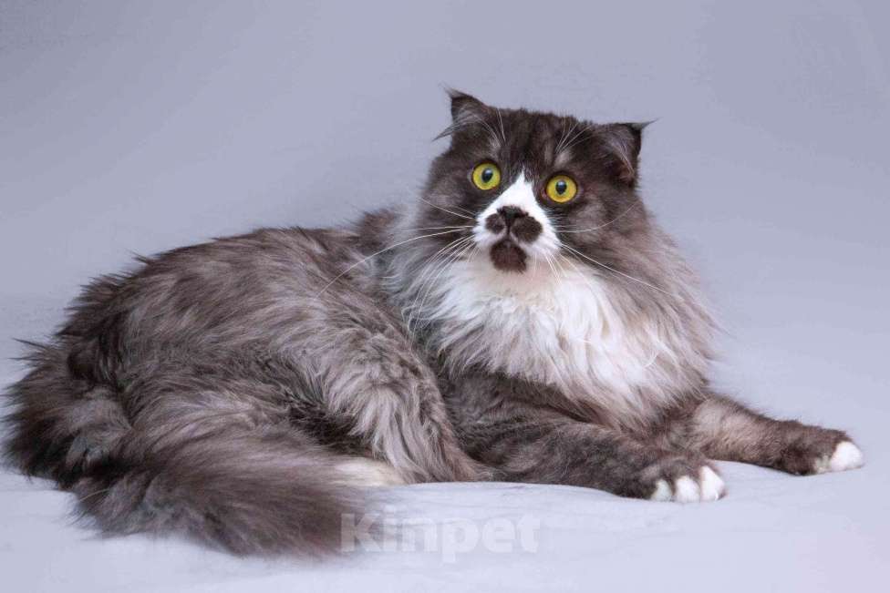 Кошки в Москве: Большой добрый кот Рома в добрые руки Мальчик, Бесплатно - фото 2