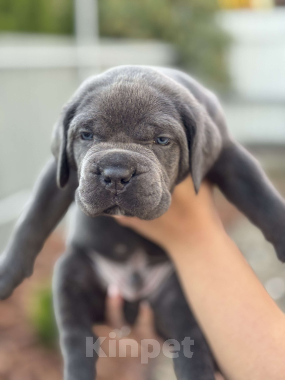 Собаки в Таганроге: Щенки породы кане-корсо Девочка, Бесплатно - фото 3