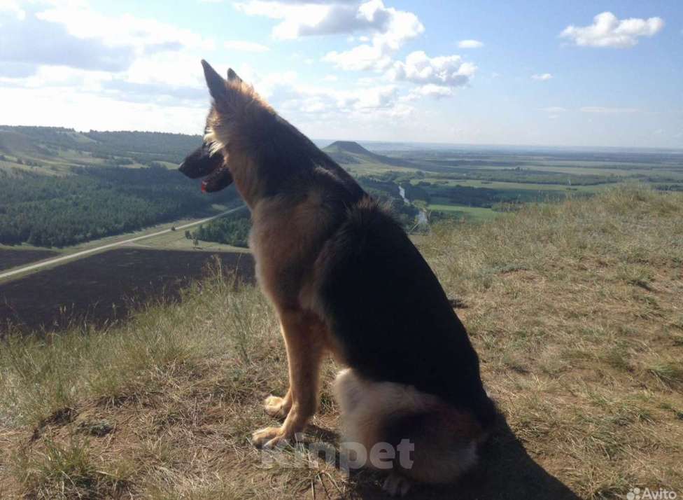 Собаки в Давлеканово: Немецкая овчарка черная девочка  Девочка, 11 000 руб. - фото 5