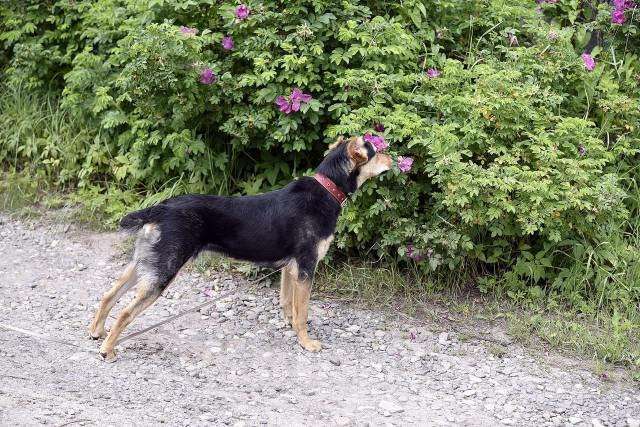 Собаки в Пушкино: отдам собаку Девочка, Бесплатно - фото 4