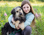 Собаки в Троицке: Бородатик в добрые руки Мальчик, Бесплатно - фото 2