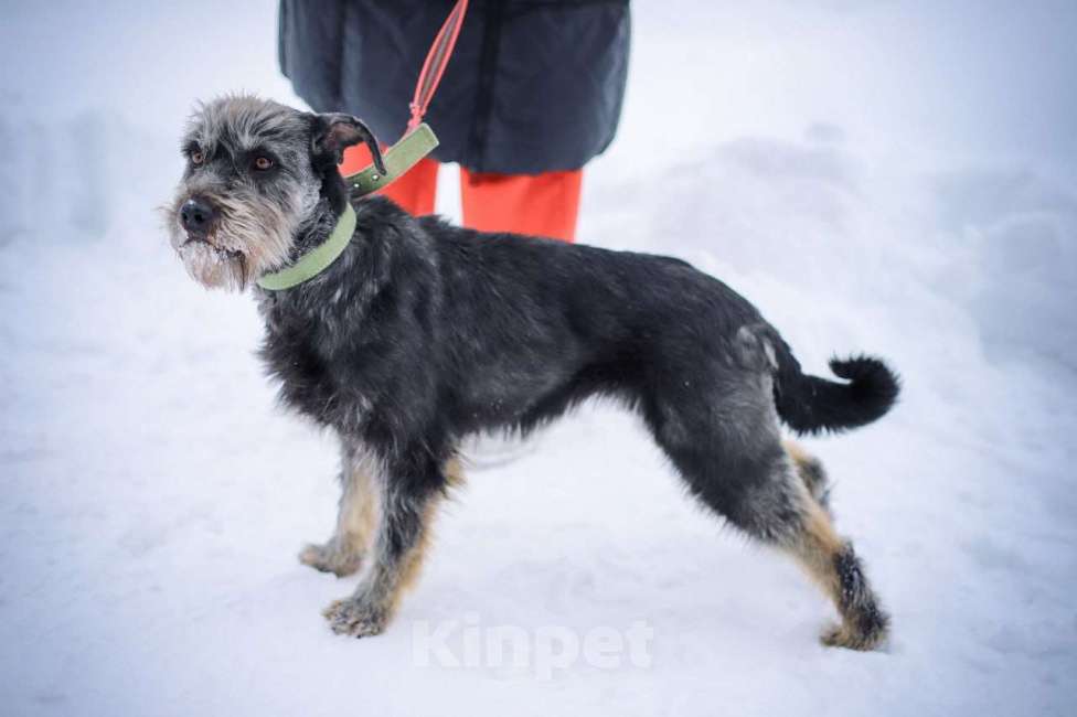 Собаки в Москве: Характер - золото! Метис миттельшнауцера в дар Девочка, Бесплатно - фото 5