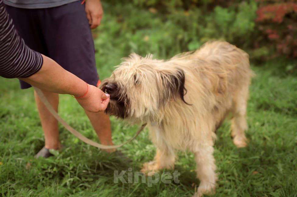 Собаки в Москве: Прекрасная бриарка в добрые руки Девочка, 100 руб. - фото 6
