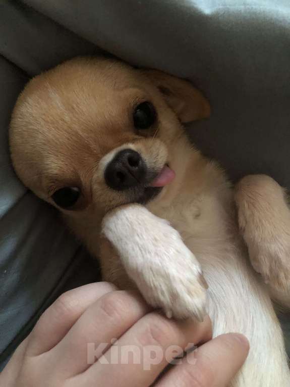 Собаки в Мурином: Мини чихуахуа мальчик 1 год Мальчик, 25 000 руб. - фото 4