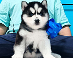 Собаки в Хабаровске: Хаски Щенки Разных окрасов Разнополые, Бесплатно - фото 1