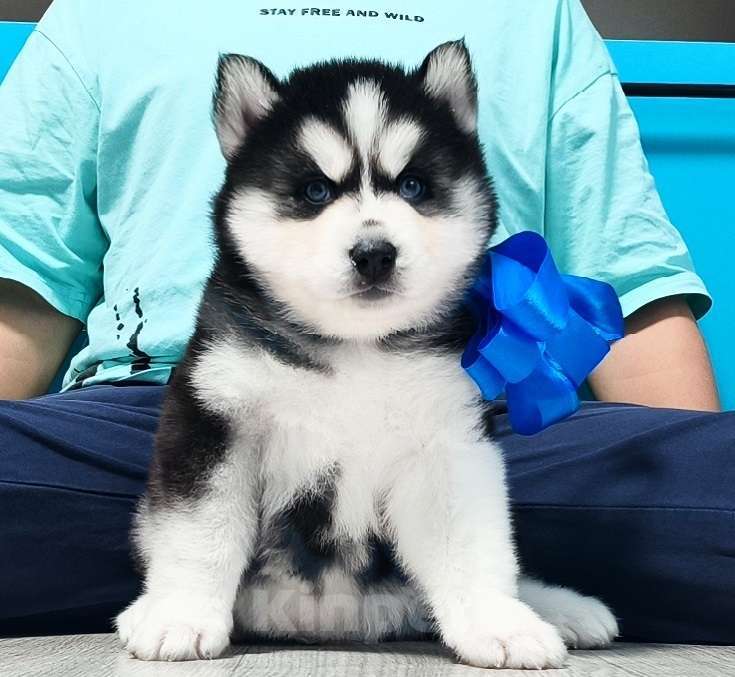 Собаки в Хабаровске: Хаски Щенки Разных окрасов Разнополые, Бесплатно - фото 1