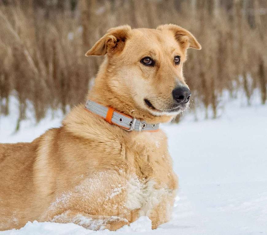 Собаки в других городах Пермского края: Большое и обнимательное солнышко Мальчик, Бесплатно - фото 3