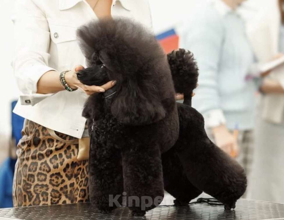 Собаки в Люберцах: Продается щенок той пуделя Мальчик, 10 руб. - фото 8