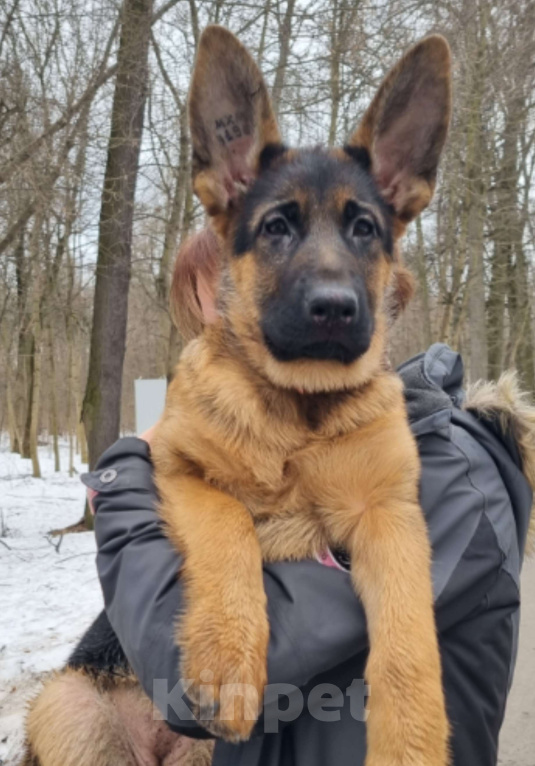 Собаки в Санкт-Петербурге: Щенки немецкой овчарки Девочка, Бесплатно - фото 1