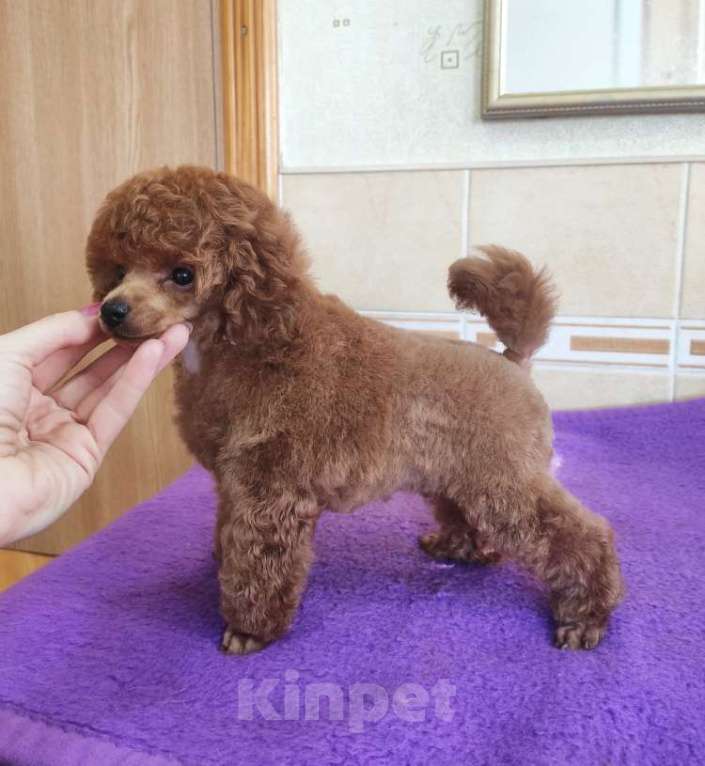 Собаки в Севастополе: Пудель той Девочка, Бесплатно - фото 2