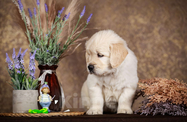 Собаки в Москве: Золотистого ретривера щенки Мальчик, 90 000 руб. - фото 2