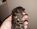 Кошки в Дзержинском: вязка бенгальский кот, 5 000 руб. - фото 5
