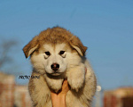 Собаки в Подольске: Щенки аляскинского маламута, 30 000 руб. - фото 6
