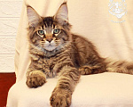 Кошки в Астрахани: Котята мейн-куны от чемпиона Мальчик, 30 000 руб. - фото 4