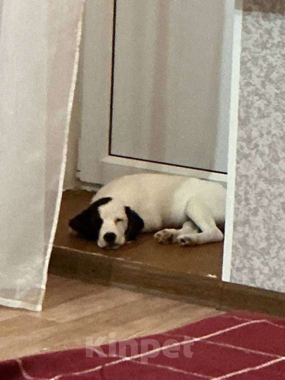 Собаки в Липецке: Щенок в добрые руки Мальчик, Бесплатно - фото 3