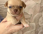 Собаки в Москве: Чихуахуа Мальчик, 60 000 руб. - фото 1