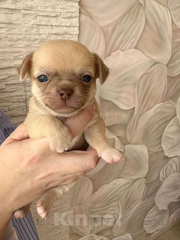 Собаки в Москве: Чихуахуа Мальчик, 60 000 руб. - фото 1
