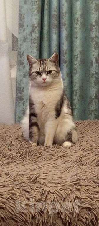 Кошки в других городах Московской области: Федор ищет дом Мальчик, Бесплатно - фото 2