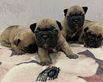 Собаки в Москве: Продаются щенки Французского Бульдога Разнополые, 38 000 руб. - фото 3
