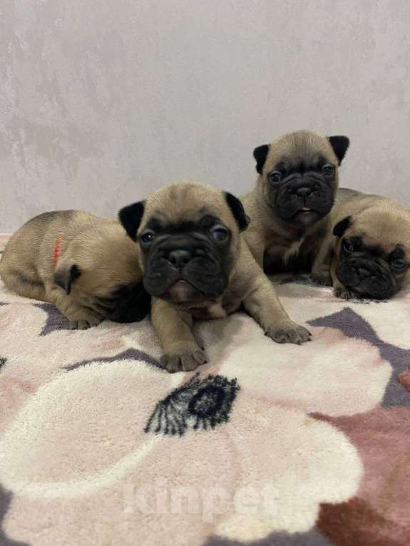 Собаки в Москве: Продаются щенки Французского Бульдога Разнополые, 38 000 руб. - фото 3