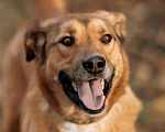 Собаки в Балашихе: Яркий рыжий пёс Абрикос 3,5 года из приюта Мальчик, Бесплатно - фото 1