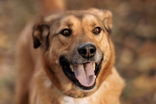 Объявление: Яркий рыжий пёс Абрикос 3,5 года из приюта, Бесплатно, Балашиха