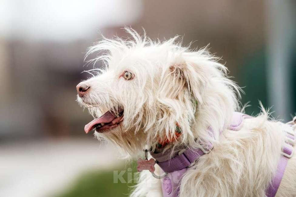 Собаки в Москве: Метис домовёнка Кузи Бандик ищет дом Мальчик, 1 руб. - фото 3