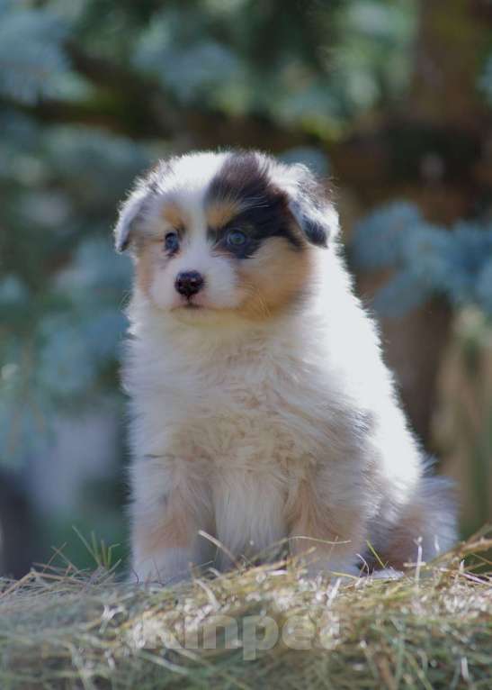 Собаки в Пушкино: Щенки австралийской овчарки  Девочка, 120 000 руб. - фото 6