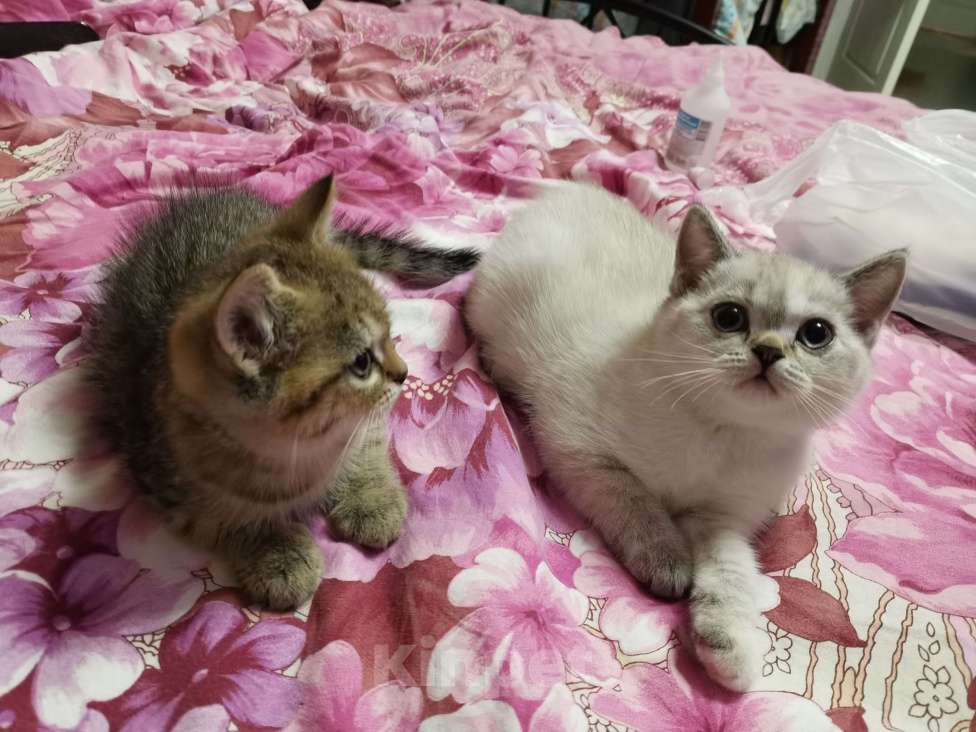Кошки в Москве: Британские котята  Девочка, 10 000 руб. - фото 2