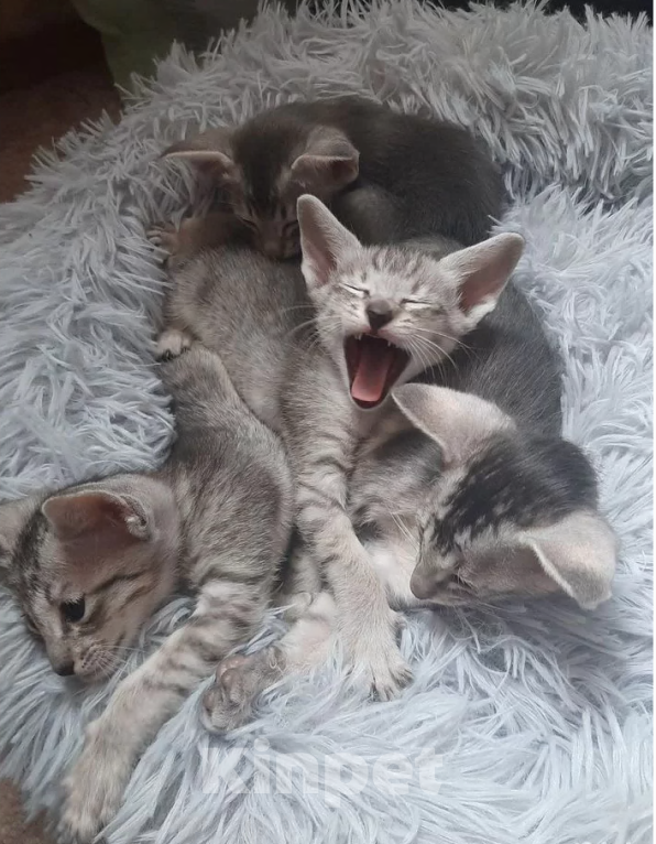 Кошки в Кузнецке: Ориентальный котенок Разнополые, 20 000 руб. - фото 3