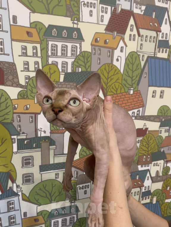 Кошки в Москве: Нежный которебенок  Девочка, 40 000 руб. - фото 2