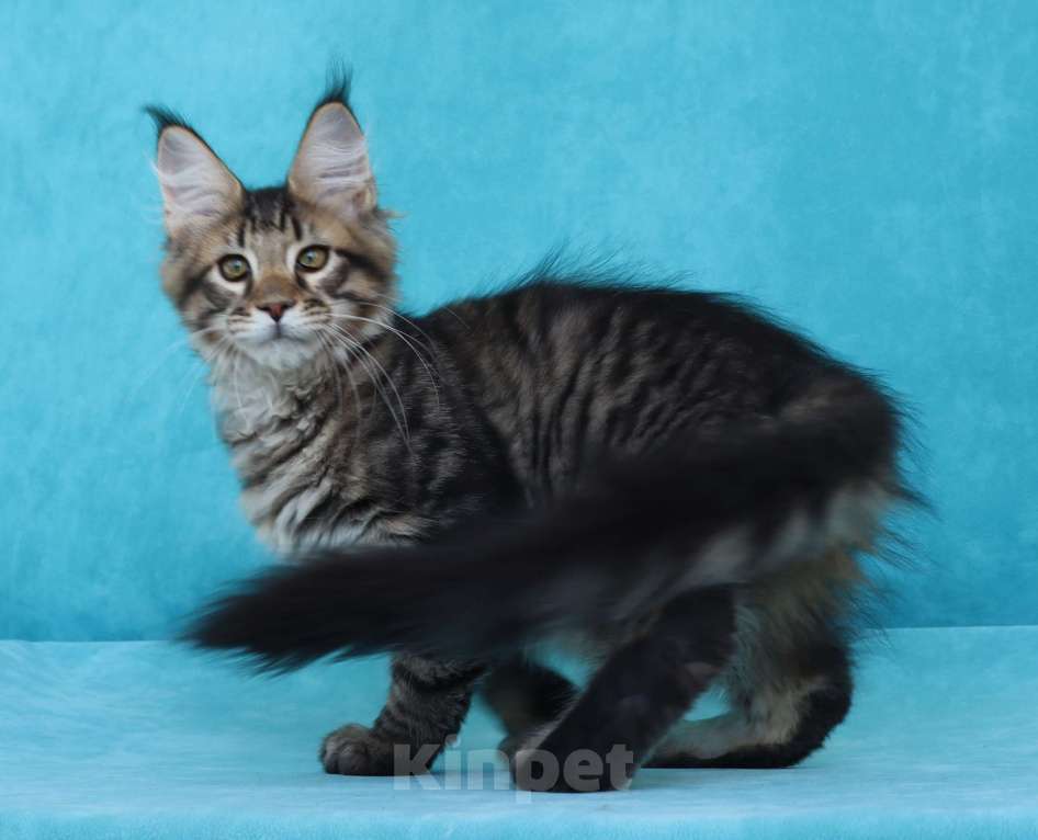 Кошки в Мытищах: Котенок Мейн-кун Мальчик, 40 000 руб. - фото 1
