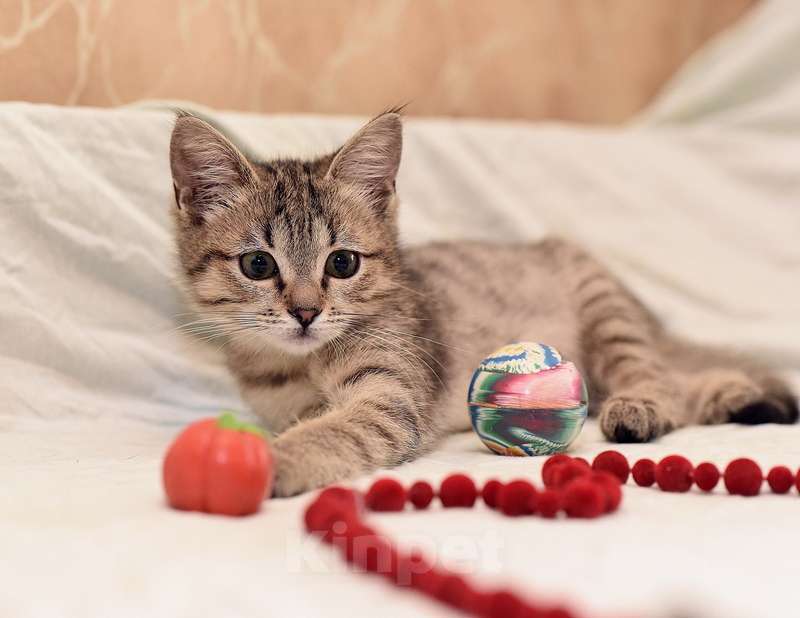 Кошки в Москве: Ручной и ласковый котенок Серафима в добрые руки Девочка, Бесплатно - фото 4