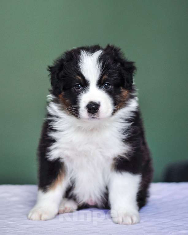 Собаки в других городах Самарской области: Щенок австралийской овчарки (аусси) кобель Мальчик, 80 000 руб. - фото 3