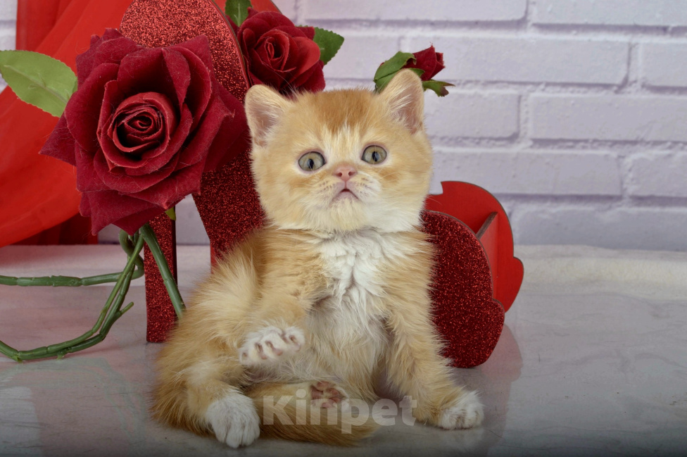 Кошки в Санкт-Петербурге: Британский котик яркий, солнечный Мальчик, 45 000 руб. - фото 3
