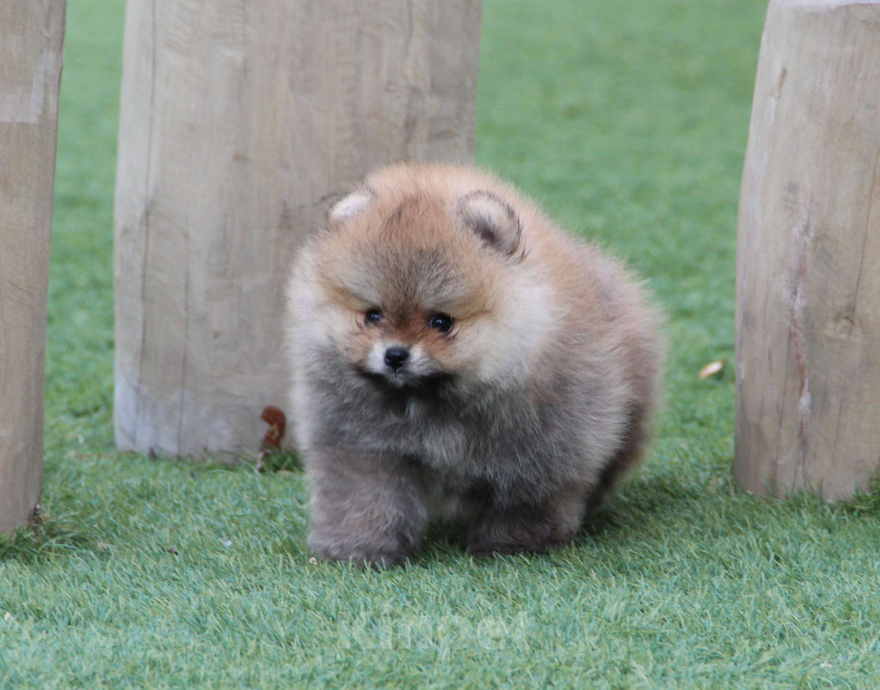 Собаки в Ялте: Померанский шпиц, девочка Девочка, Бесплатно - фото 2