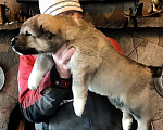 Собаки в Екатеринбурге: Щенки САО  Мальчик, 1 руб. - фото 3