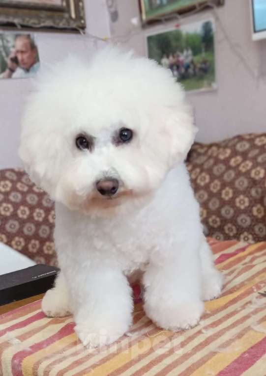 Собаки в Казани: Очаровательный малыш Мальчик, Бесплатно - фото 2