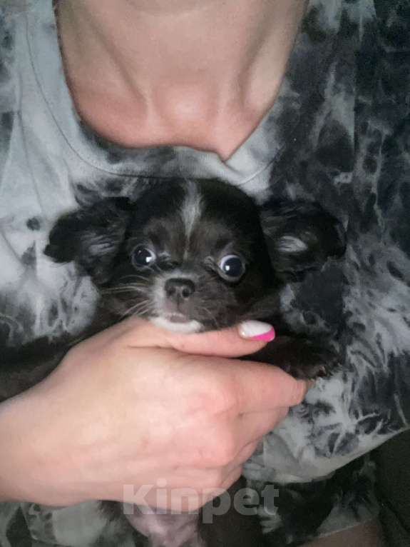 Собаки в Шахте: Мальчик Мальчик, 15 000 руб. - фото 2