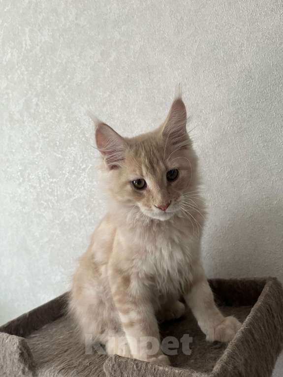 Кошки в Ахтубинске: Котята Мальчик, Бесплатно - фото 2