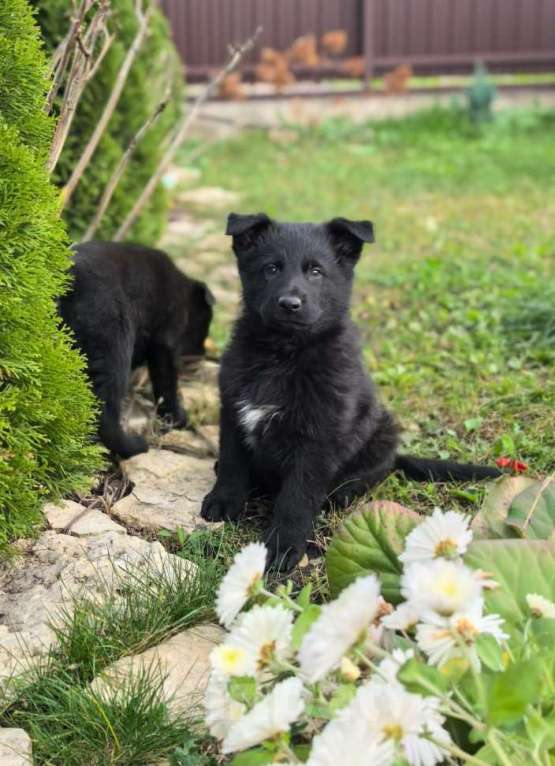 Собаки в Орле: Щенки немецкой овчарки Мальчик, 50 000 руб. - фото 6