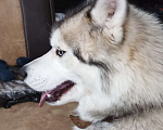Собаки в Рассказово: Потерялась Хаски зовут АФИНА Девочка, 15 000 руб. - фото 2