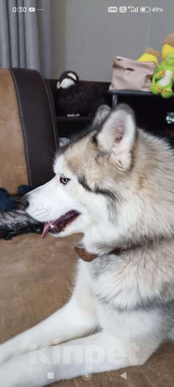 Собаки в Рассказово: Потерялась Хаски зовут АФИНА Девочка, 15 000 руб. - фото 2